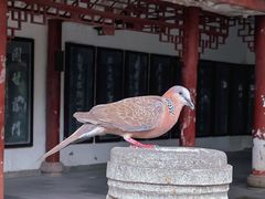 -成都市文殊院