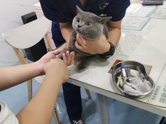 -伟伟宠物医院·CT影像中心·瑞派犬猫综合性门诊(汉口总院)