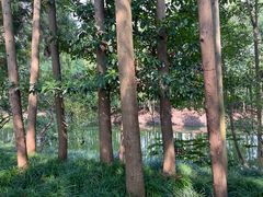 -上海长兴岛郊野公园