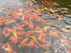 -重庆彩云湖湿地公园