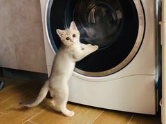 -东方名猫馆·英短金渐层布偶猫舍(环线广场1号楼店)