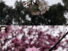 -南山植物园