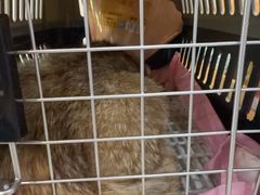 -伟伟宠物医院·CT影像中心·瑞派犬猫综合性门诊(汉口总院)