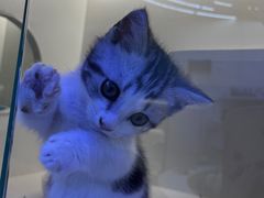 -小猫来了·猫舍(红山六九七九店)