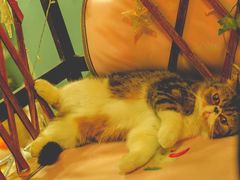 -李小姐の猫咖啡馆(五角场店)