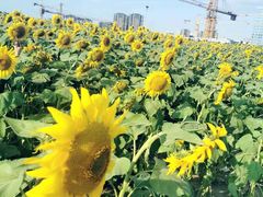 -映月湖中央公园