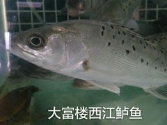 -八仔大富楼·河鲜(西江店)