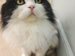 -安格丽娜·狗咖·猫咖羊驼咖(春熙路百盛商场店)