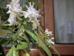 -花鸟鱼虫鲜花绿植市场(玉泉路店)