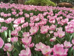 -上海鲜花港