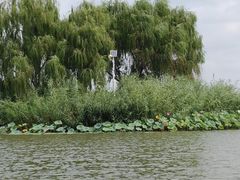 -白洋淀景区