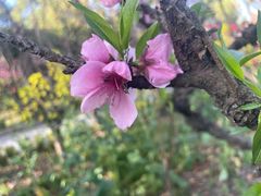 -南汇桃花村