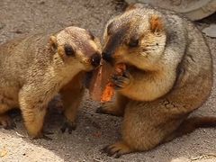 -泉州海丝野生动物世界