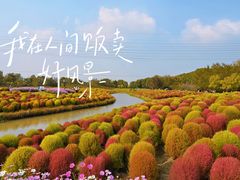 -花开海上生态园
