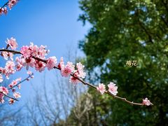 -昆山城市生态森林公园