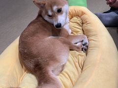 -逗柴咖啡屋·狗咖猫咖宠物桌游