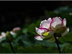 -陈家山荷花公园