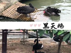 -灵玲国际马戏城