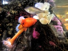 -西雅图水族馆