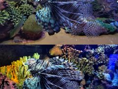 -上海海洋水族馆