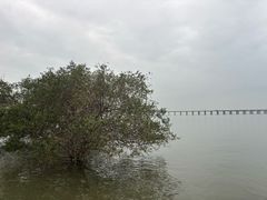 -宝安西湾红树林湿地公园