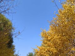 -长白岛森林公园