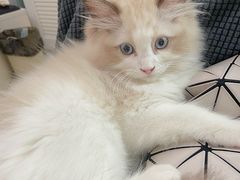 -安安宠物医院(情缘分院)