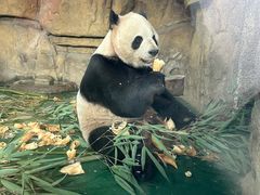 -成都动物园