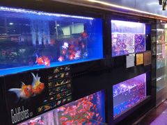 -中环花鸟鱼虫市场