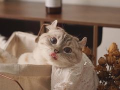 -猫小院猫主题咖啡厅(北锣店)