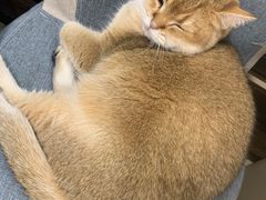 -逗柴咖啡屋·狗咖猫咖宠物桌游