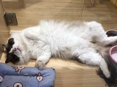 -屋虎猫馆(宝安大仟里店)