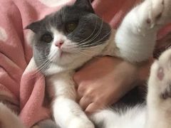 -爱宠屋pet shop·宠物洗澡·宠物美容