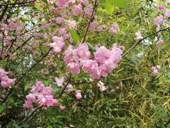 -南通博物苑-崇川人民公园