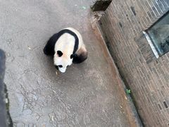 -都江堰中华大熊猫苑