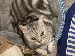 -客栈猫舍(中央北路店)