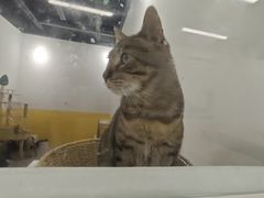 -废柴猫桌游概念馆(王府井喜悦购物中心店)