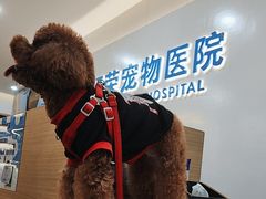 -阿荣24H宠物医院·综合型转诊中心·CT·核磁影像中心