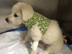 -骐奇宠物诊疗中心(南亭公路店)