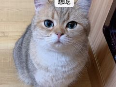 -Meowの猫咖(万家丽店)