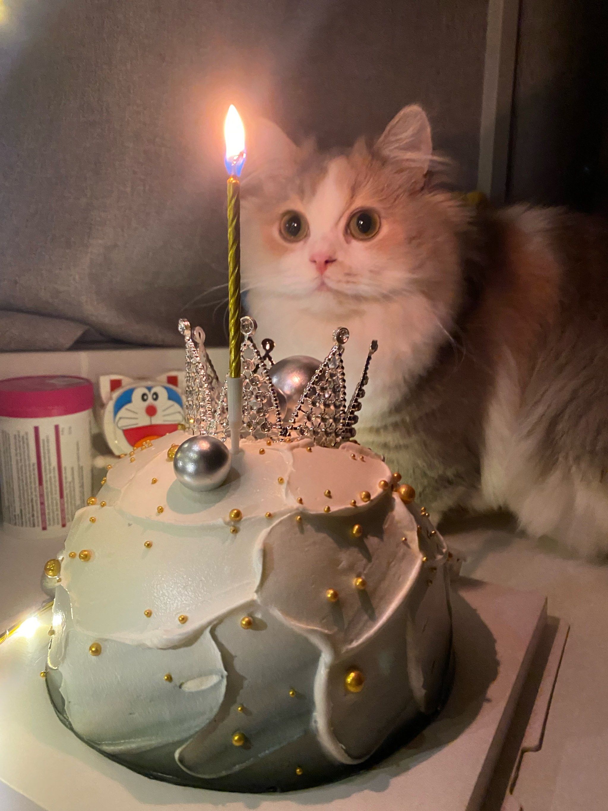 小猫咪陪我过生日啦🎂🎂🎂