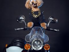 -超宠爱宠物摄影-Super pet