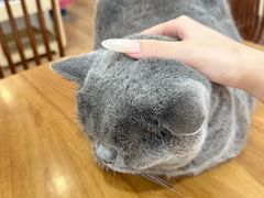 -有猫主题·治愈系猫咖(曾厝垵店)