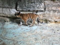 -广州长隆野生动物世界