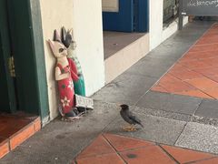 -白蘭閣街蝦麵