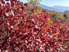 -大岭沟猕猴桃谷风景区