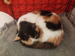 -平行世界·猫咖(首经贸店)