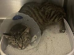 -萌兽医馆·犬猫专科·眼科中心·宠物医院(朝阳门分院)