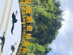 -西双版纳原始森林公园