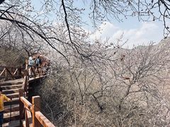 -大岭沟猕猴桃谷风景区